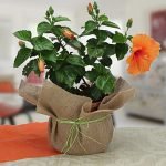 Delightful Hibiscus Plant