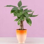 Pachira Bonsai Plant in Orange Ombre Venetian Vase