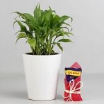 Peace Lily Plant in Ceramic Pot with Cadbury Dairy Milk