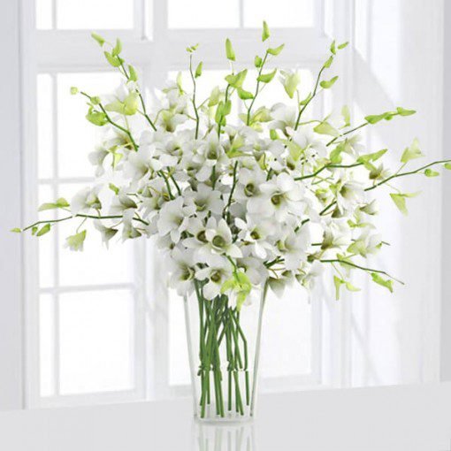6 White Orchids in a Vase